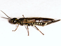 Xiphydria longicollis